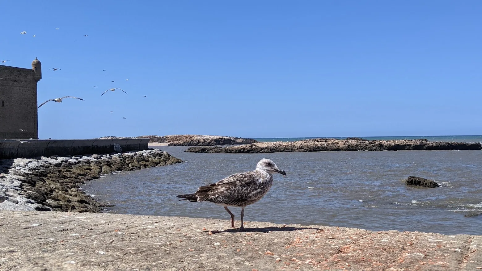 Goéland sur les rochers au pied des remparts d'Essaouira, face à l'océan