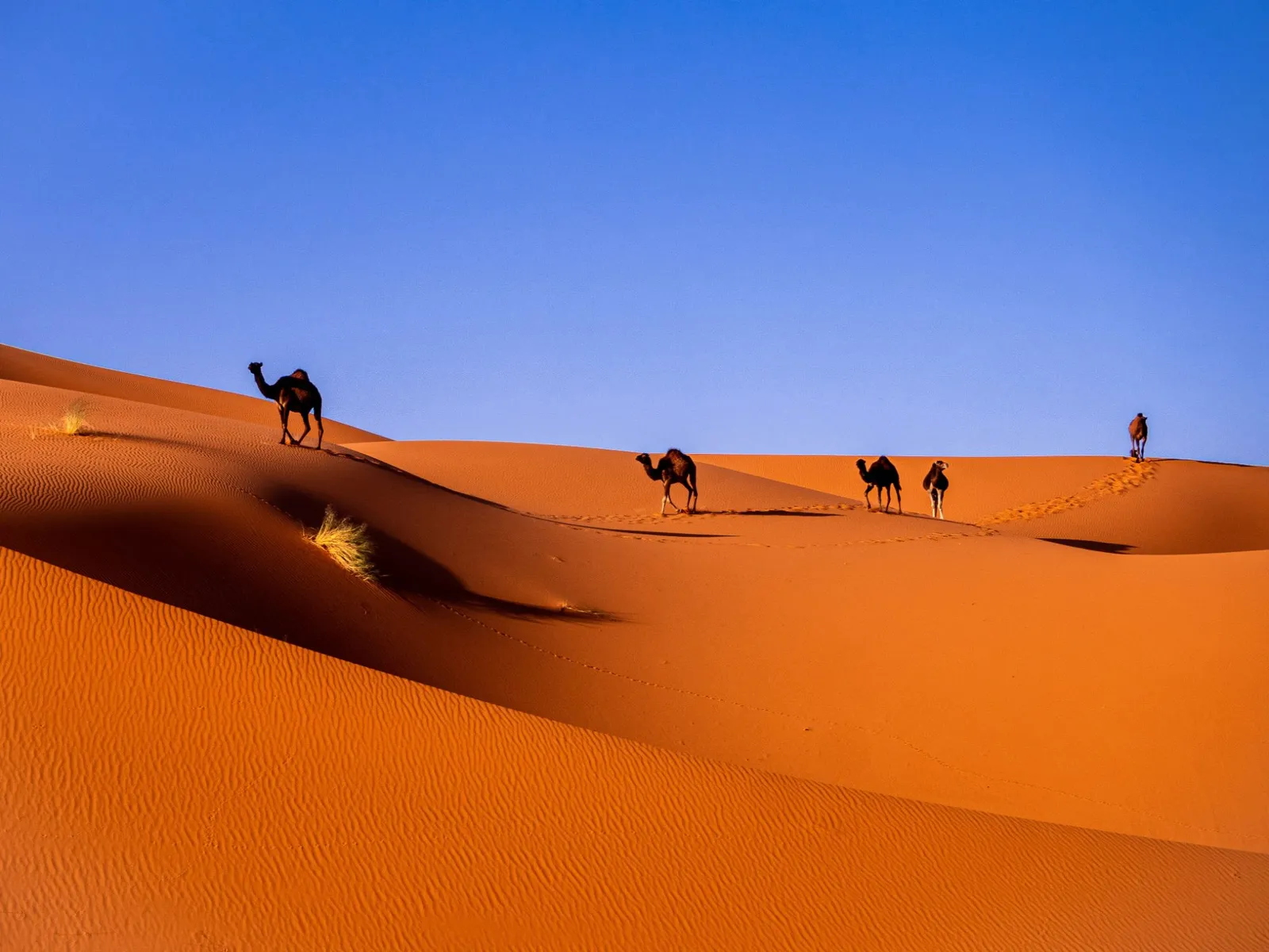 Ouarzazate : guide pratique, transports, hôtels, budget et que visiter