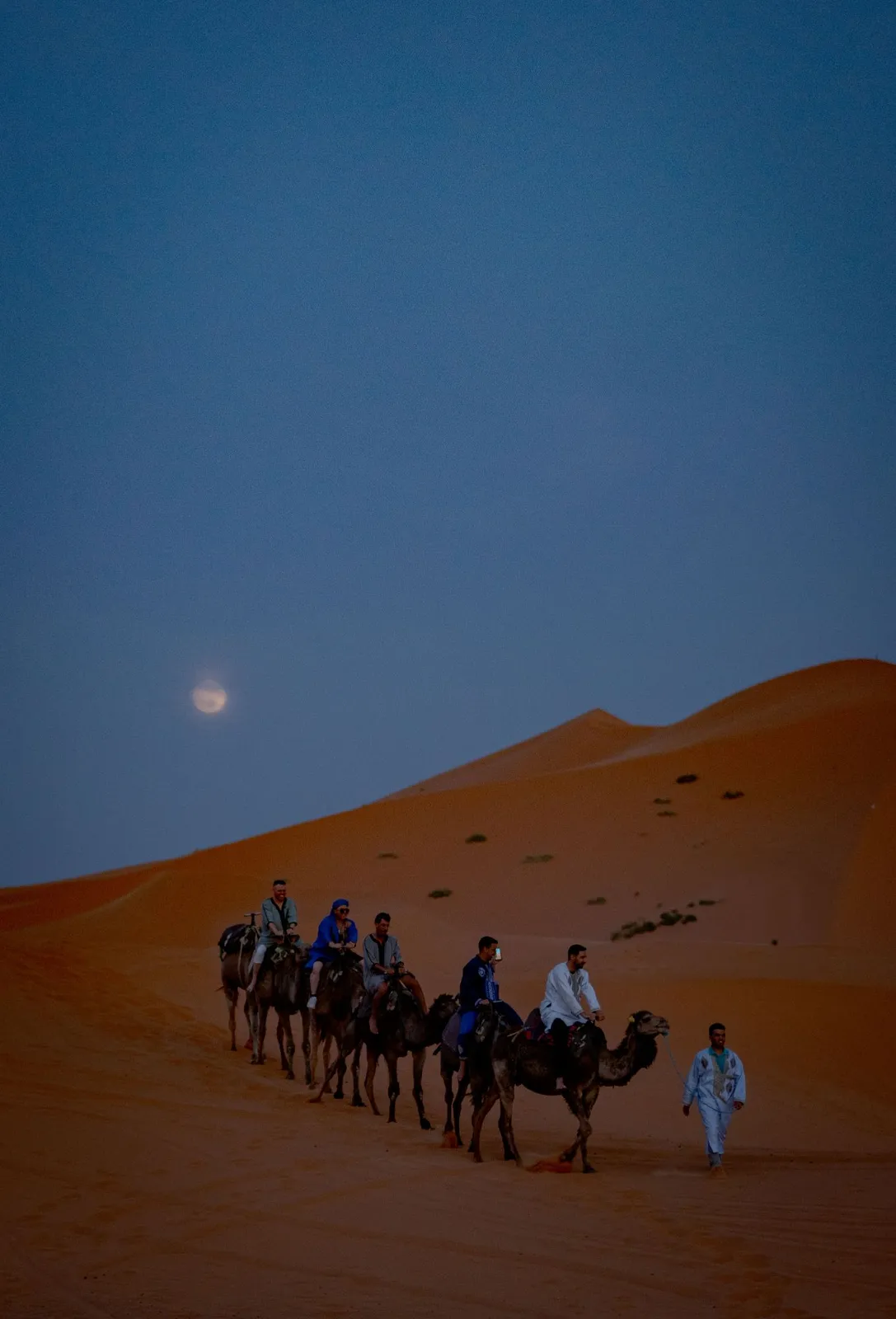 Caravana de dromedarios en las dunas del sur marroquí al anochecer, bajo la luna