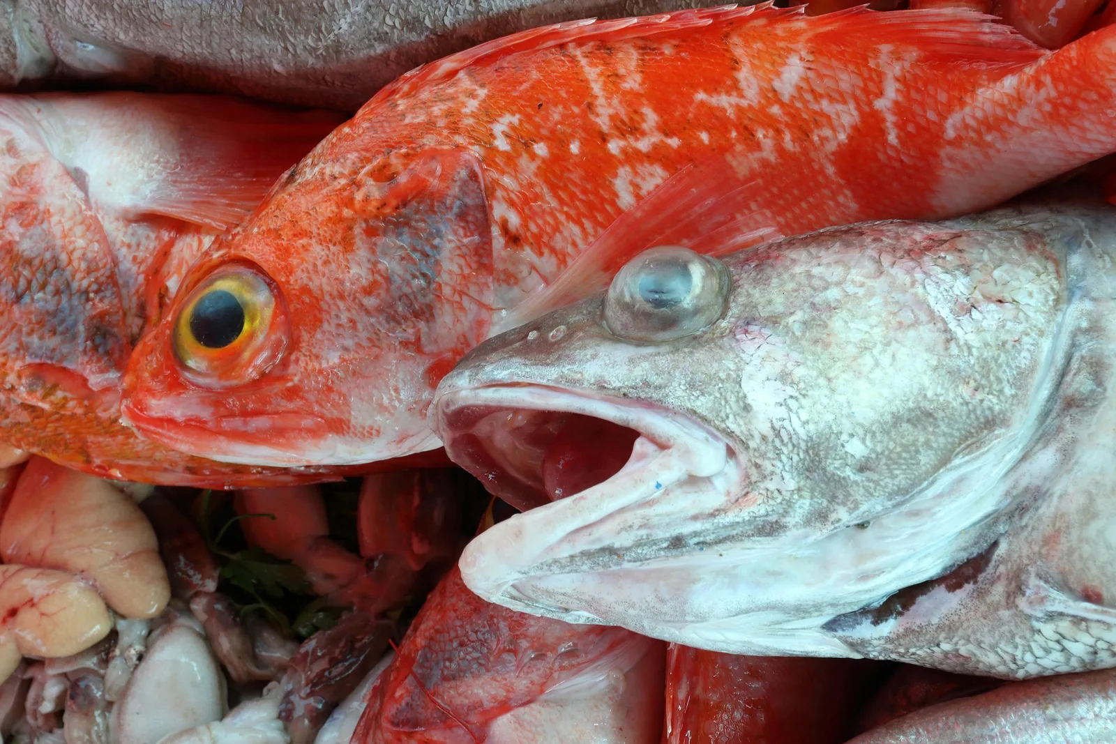Fresh fish with red and silver scales displayed on a market stall