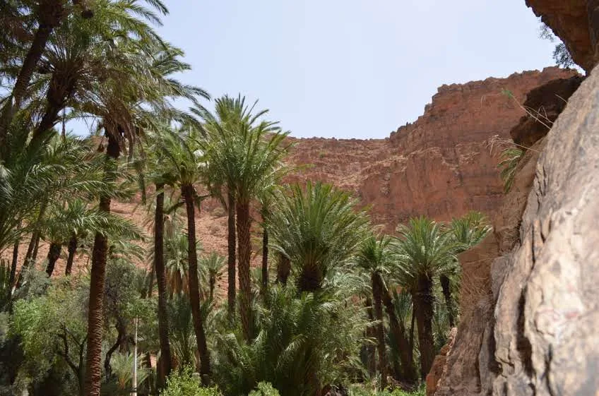 Palmiers dans un canyon de roche rouge de l'Anti-Atlas