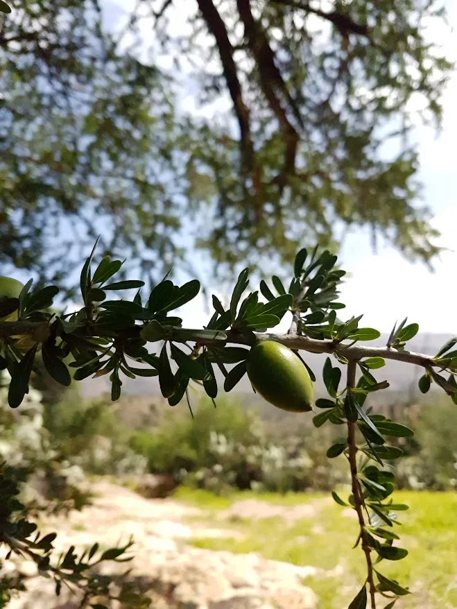 Green argan fruit on a leafy branch