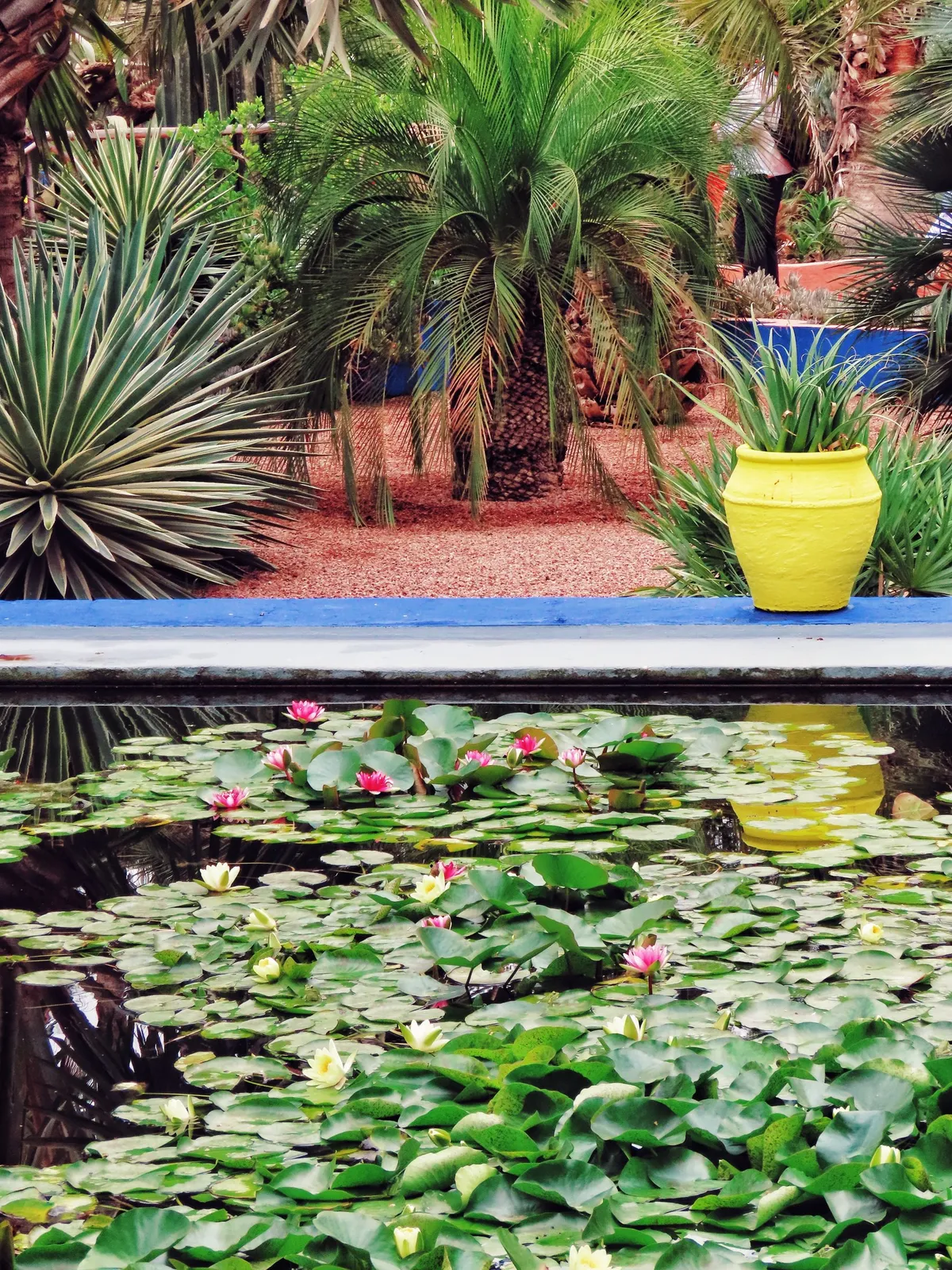Bassin aux nénuphars en fleurs et jardinière jaune dans le Jardin Majorelle