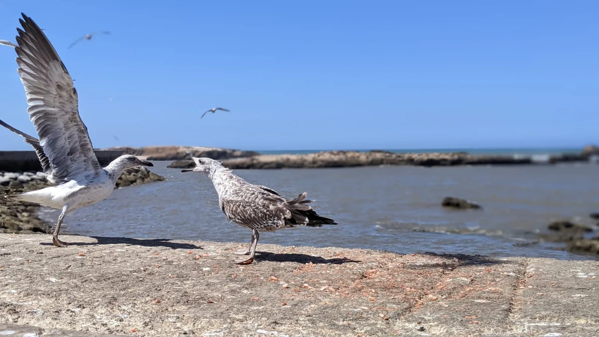 Day Trip to Essaouira from Marrakech